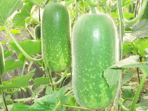 正宗吃瓜现场图片视频,正宗吃瓜盛况，笑料百出，精彩瞬间回顾