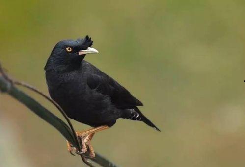 吃瓜少女八哥视频大全下载,吃瓜少女八哥视频大全下载攻略