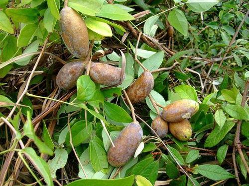 吃八月瓜砍刺视频,视频教学，轻松掌握