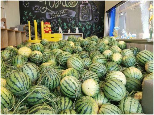 锦华观芷吃瓜最新视频,揭秘娱乐圈幕后真相