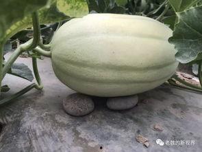 最新吃瓜视频都是在哪里找的,最新吃瓜视频的聚集地