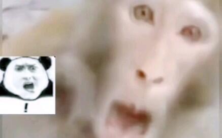 一秒钟吃瓜搞笑视频大全,搞笑瓜视频大盘点