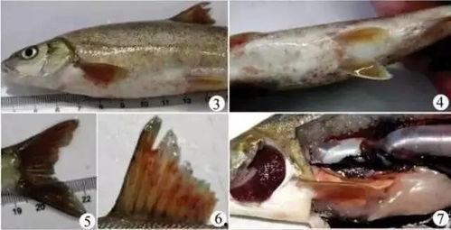 锦鲤吃小瓜虫怎么办视频,视频揭秘应对策略