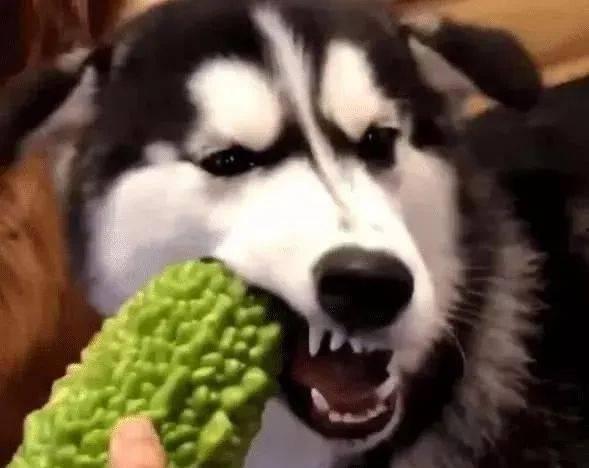 二哈吃瓜被金毛咬视频,上演宠物界“抢食大战”