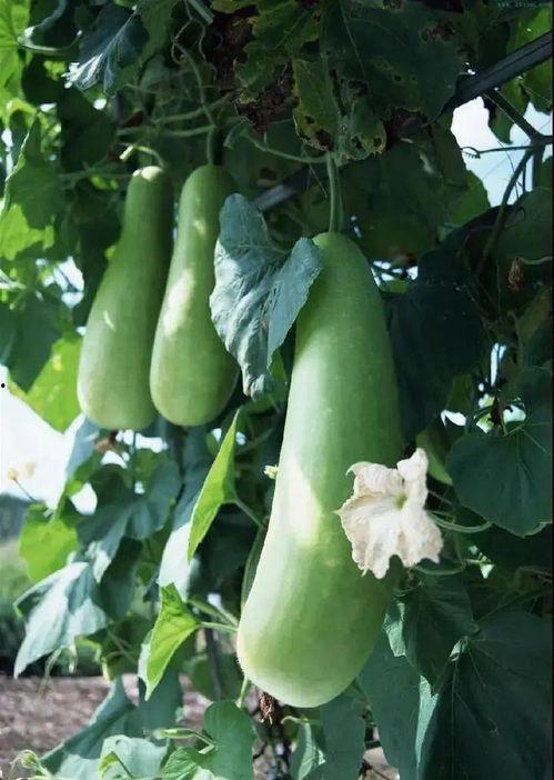 胃下垂可以吃蒲瓜吗视频,营养美味助康复