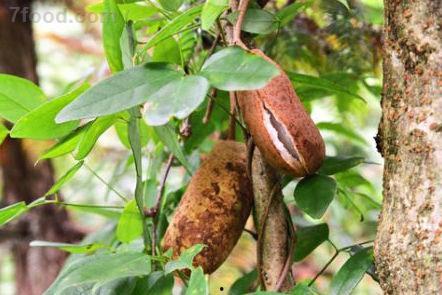 羊可以吃八月瓜吗视频,揭秘羊能否享用八月瓜