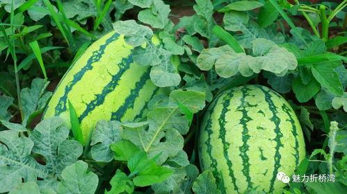 临夏康乐吃瓜视频播放,临夏美食之旅，一起感受瓜果飘香