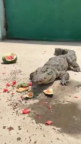 吃瓜的鳄鱼视频大全,趣味视频大全集锦