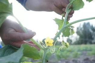 新疆吃瓜群众视频最新版,揭秘新疆美食文化新潮流