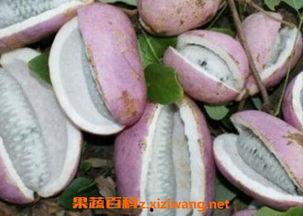 天天吃八月瓜好不好呀视频,天天享用，健康美味两不误