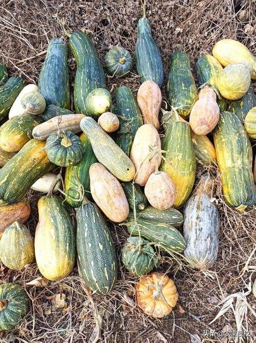 多种吃瓜视频大全最新,笑料百出，揭秘娱乐圈幕后故事