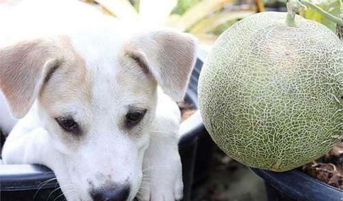 狗吃哈密瓜比赛视频,一场欢乐的味蕾竞技秀