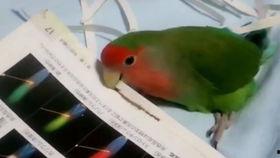 鹦鹉可以吃蜜瓜嘛视频,鹦鹉吃蜜瓜视频揭秘